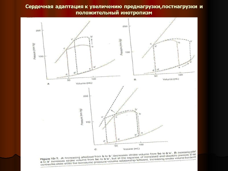 Сердечная адаптация к увеличению преднагрузки,постнагрузки и положительный инотропизм